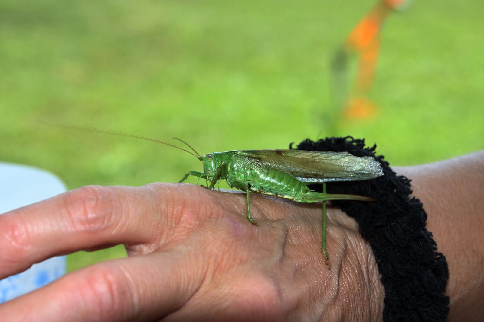 Canon EOS 40D sample photo. Grasshopper green, hand, nature photography