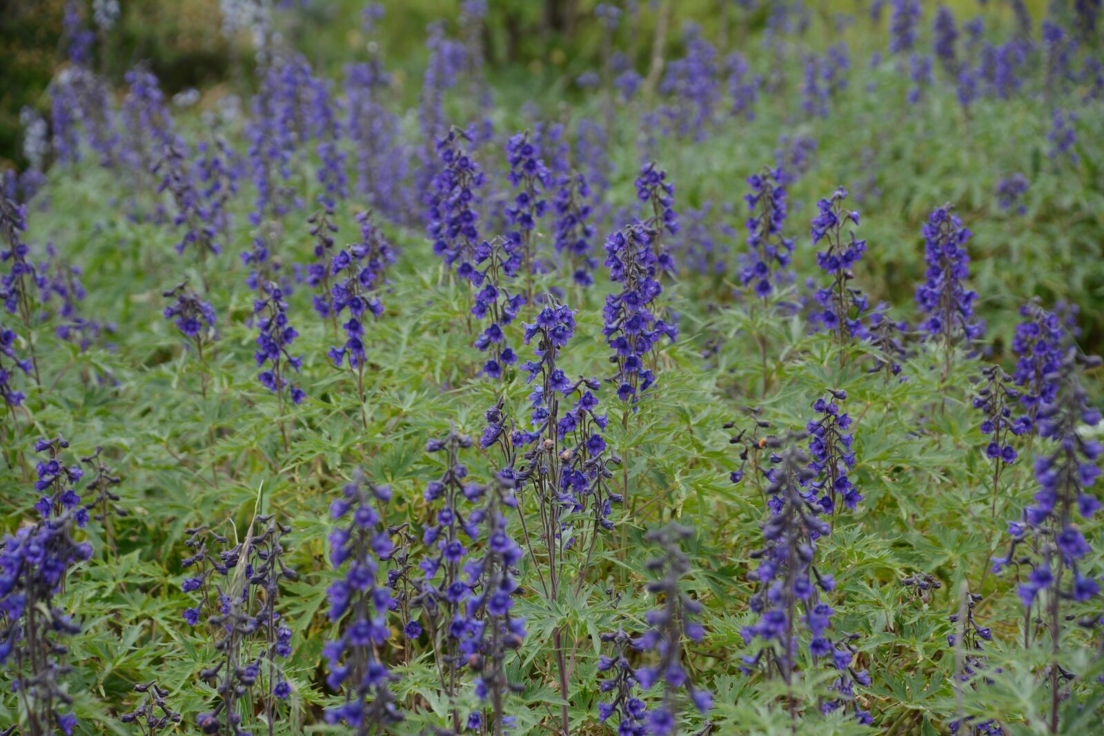 Nikon D7100 sample photo. Flowers, nature, purple photography