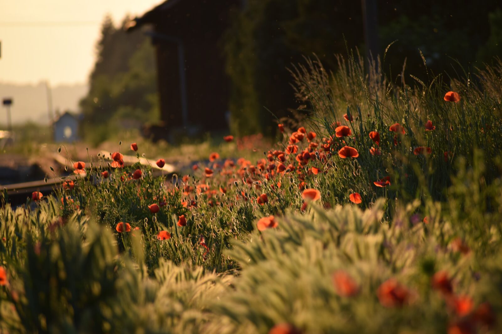 Nikon D3300 sample photo. Red poppys, evening, golden photography