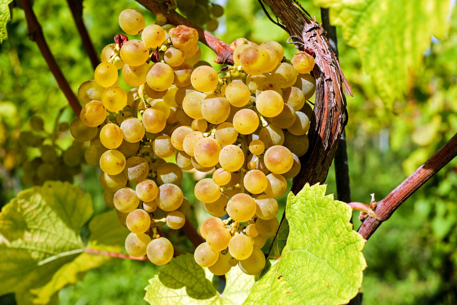 Fujifilm X-T10 + Fujifilm XF 35mm F1.4 R sample photo. Grapes, fruit, gold photography