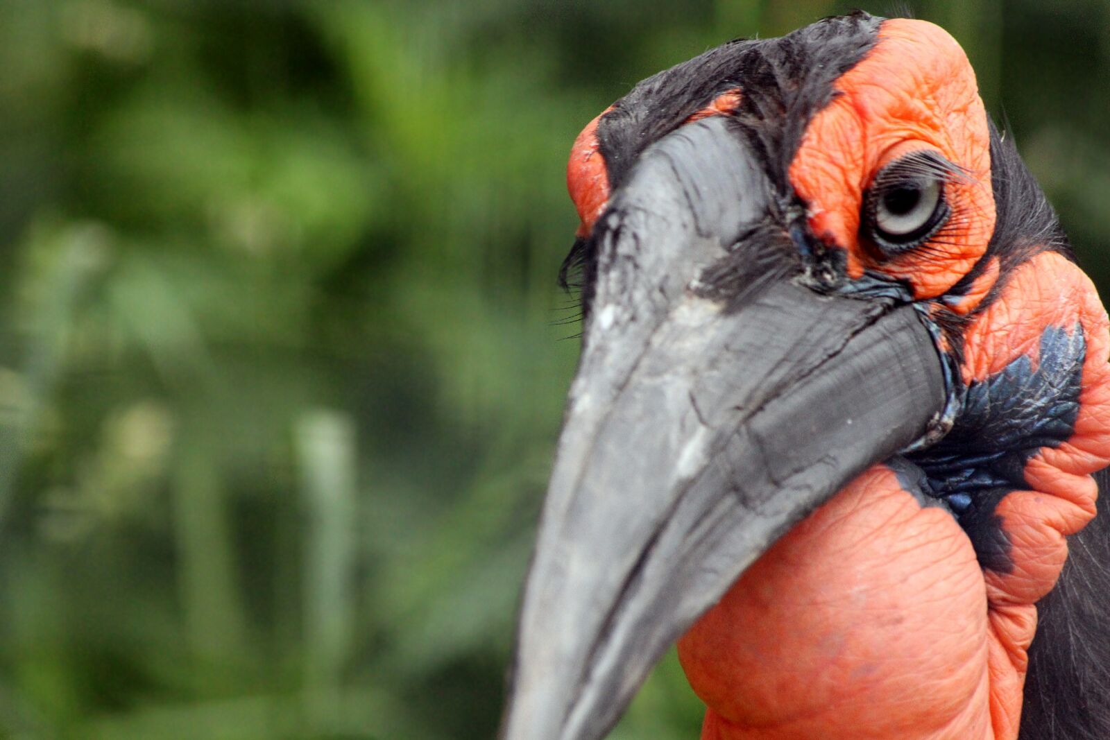 Canon EOS 650D (EOS Rebel T4i / EOS Kiss X6i) sample photo. Kaffir horned raven, bird photography