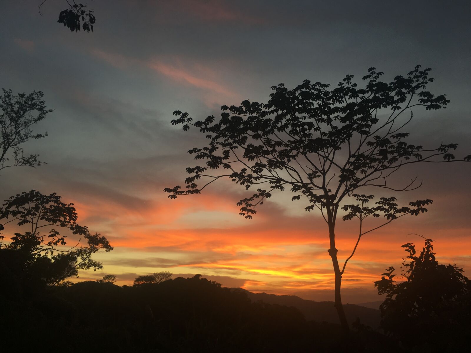 Apple iPhone 6s sample photo. Sunset, tree, evening sky photography