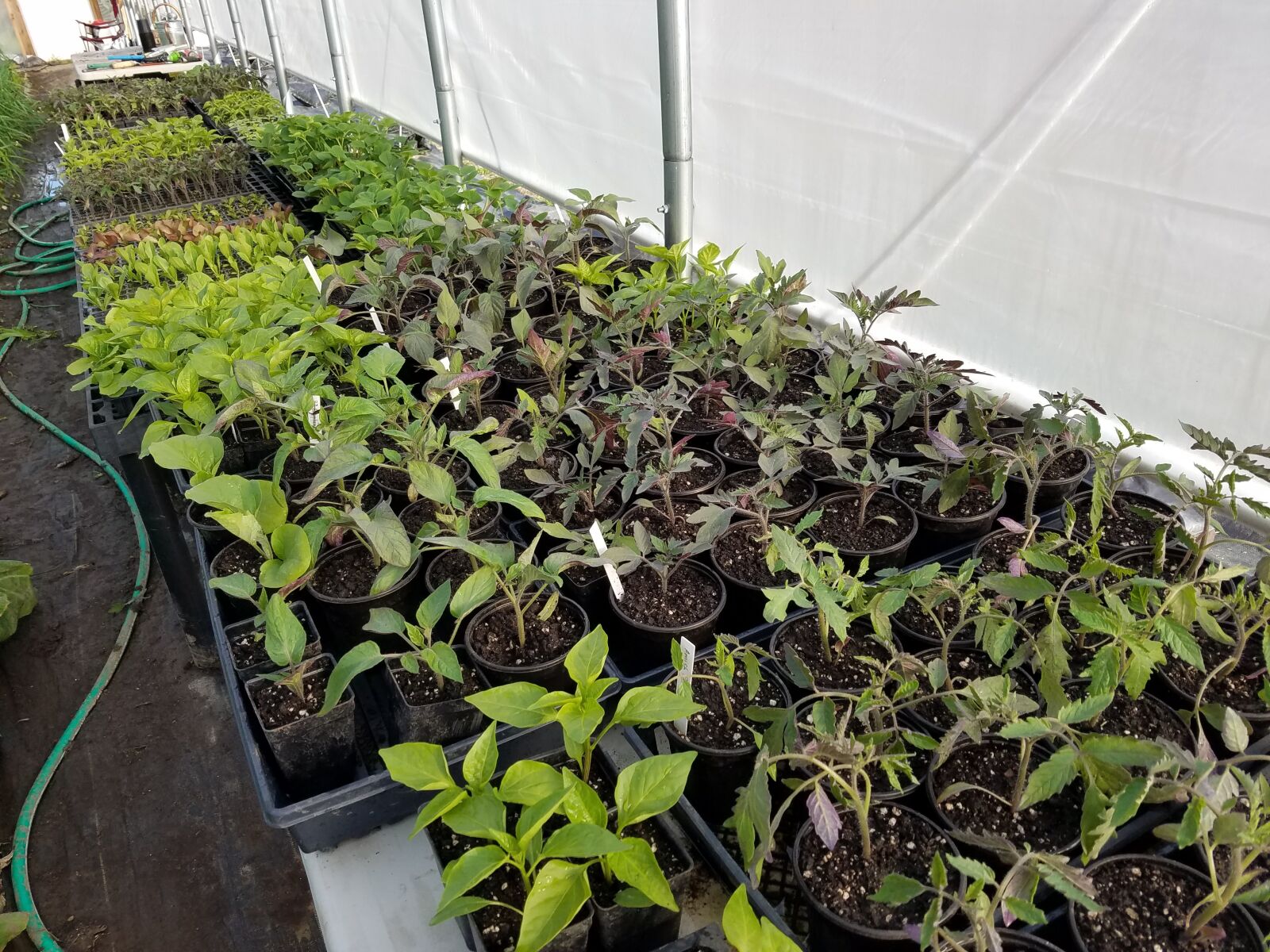 Samsung Galaxy S7 sample photo. Seedlings, organic, veggies photography