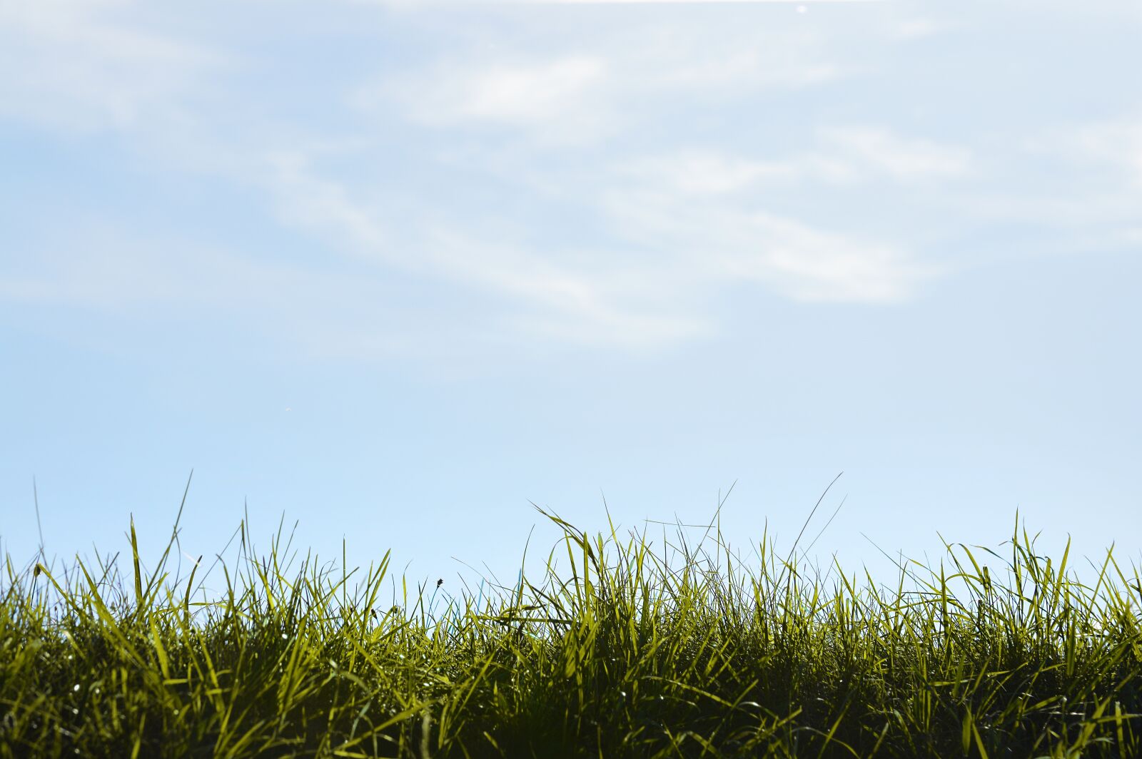 Nikon D3200 sample photo. Grass, green, nature photography