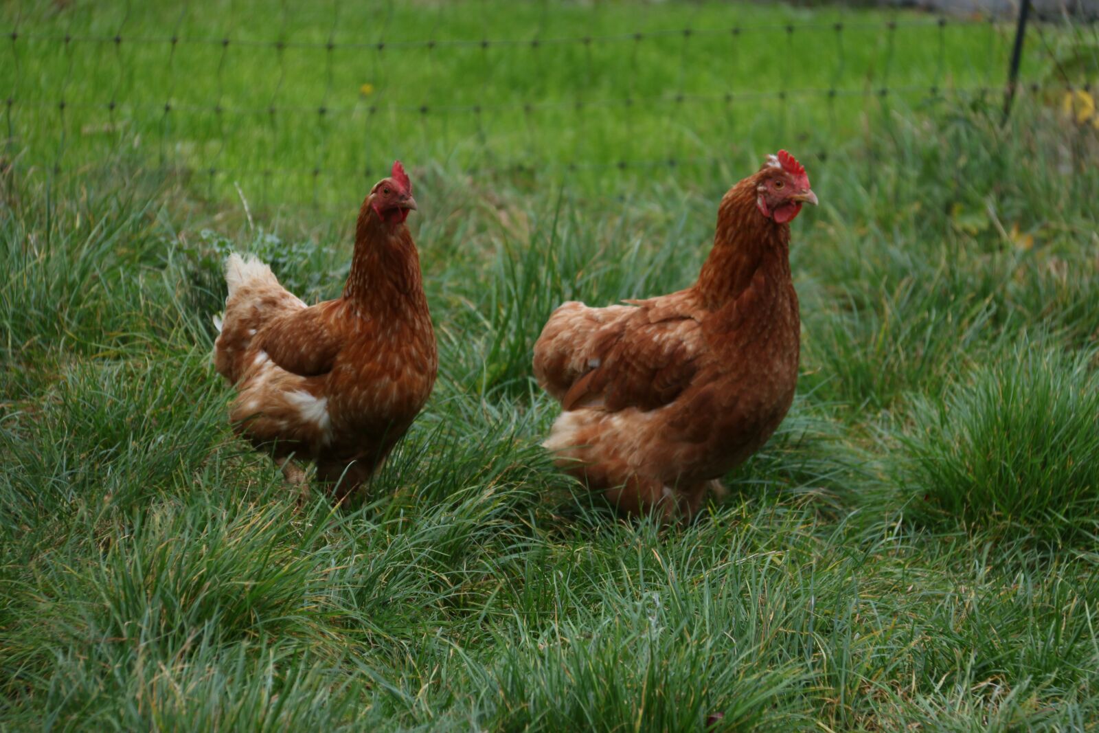 Canon EOS 70D sample photo. Chicken, farm, meadow photography