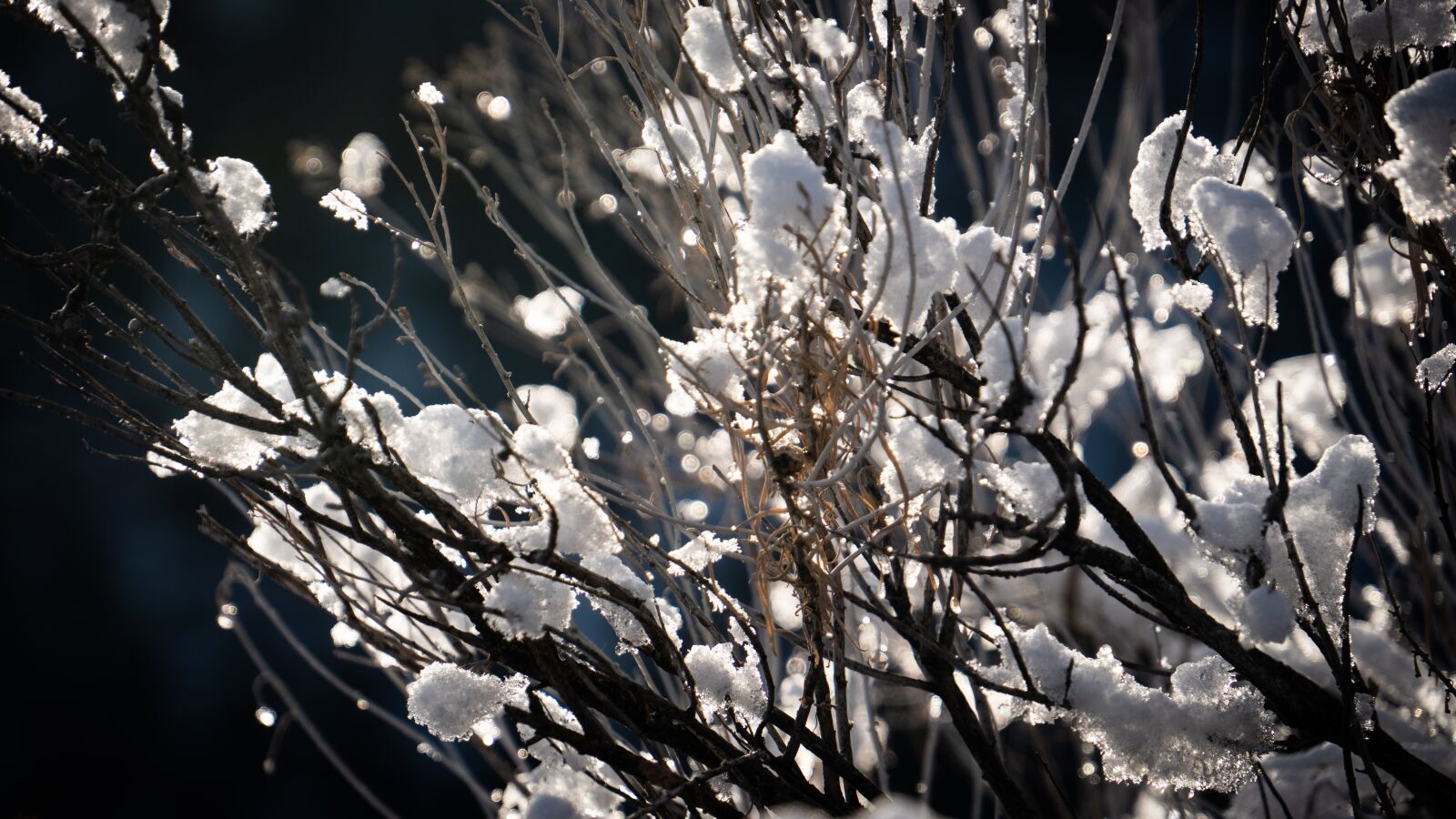 Sony E 18-200mm F3.5-6.3 OSS sample photo. Bush, snow, frost photography