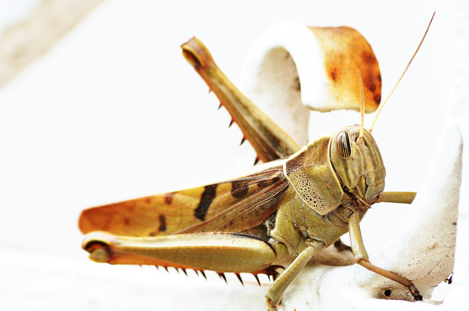 Nikon D5100 sample photo. Desert locust, insect, garden photography