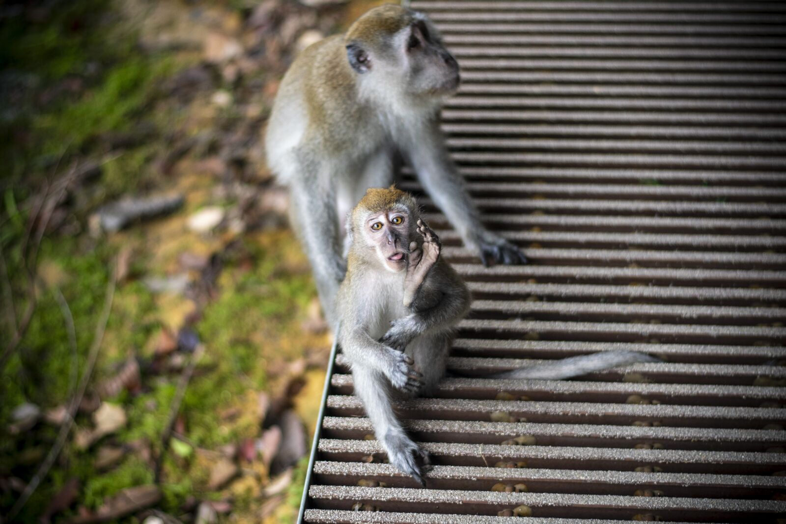 Nikon D7500 sample photo. Monkey, cute, animal photography