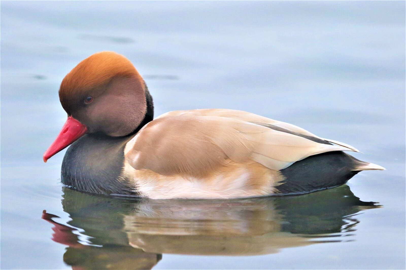 Canon EOS 7D Mark II + 150-600mm F5-6.3 DG OS HSM | Contemporary 015 sample photo. Bird, waterbird, wildlife photography