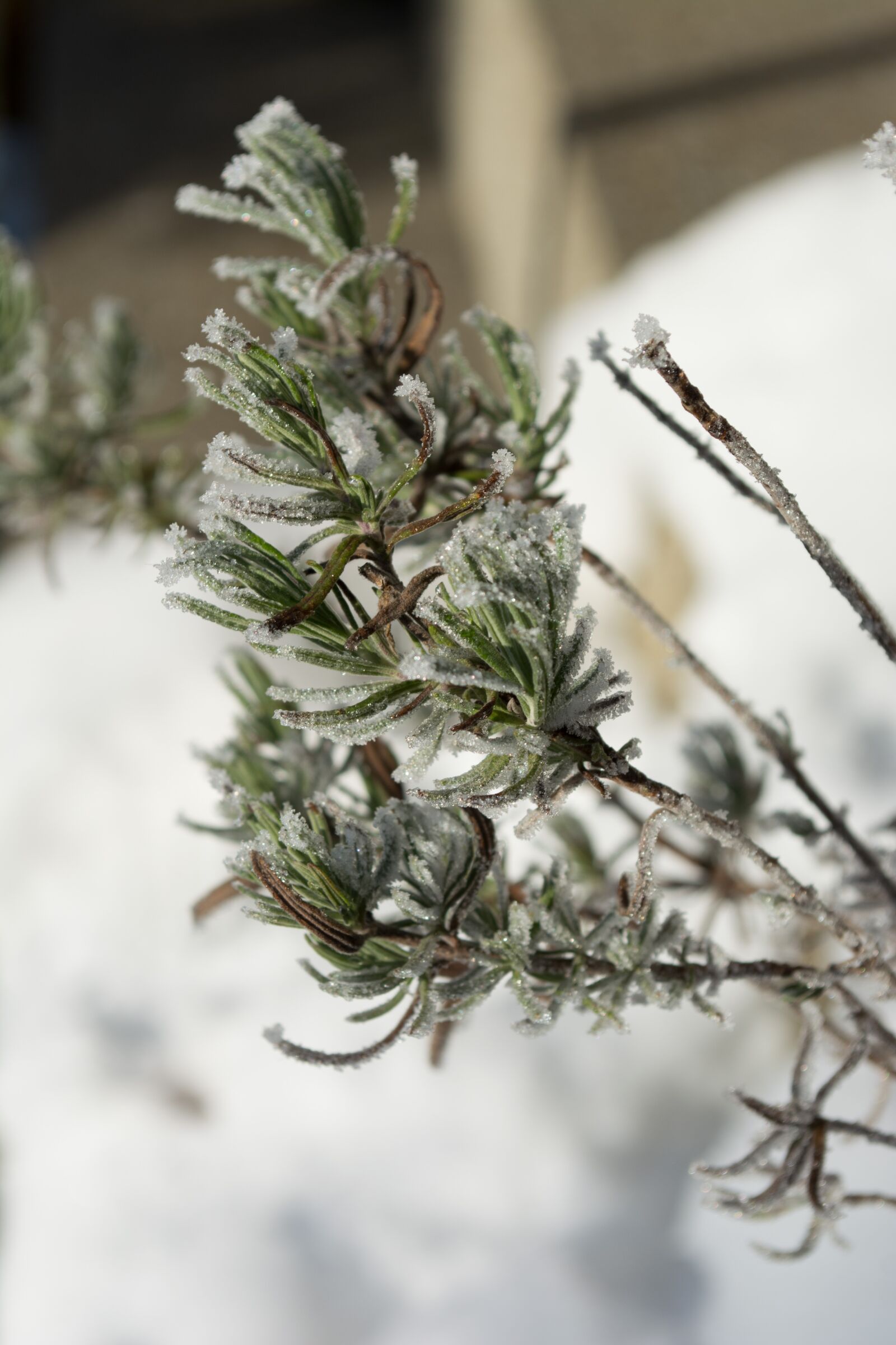 Nikon D5200 sample photo. Winter, frost, nature photography