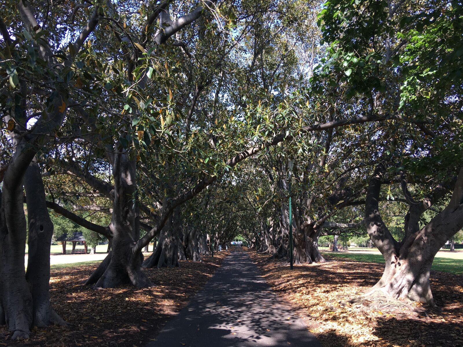 iPhone 6s Plus back camera 4.15mm f/2.2 sample photo. Australia, melbourne, trees photography