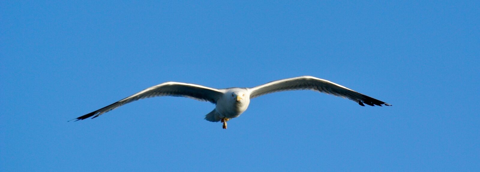 Nikon 1 V1 sample photo. Bird, seagull, nature photography