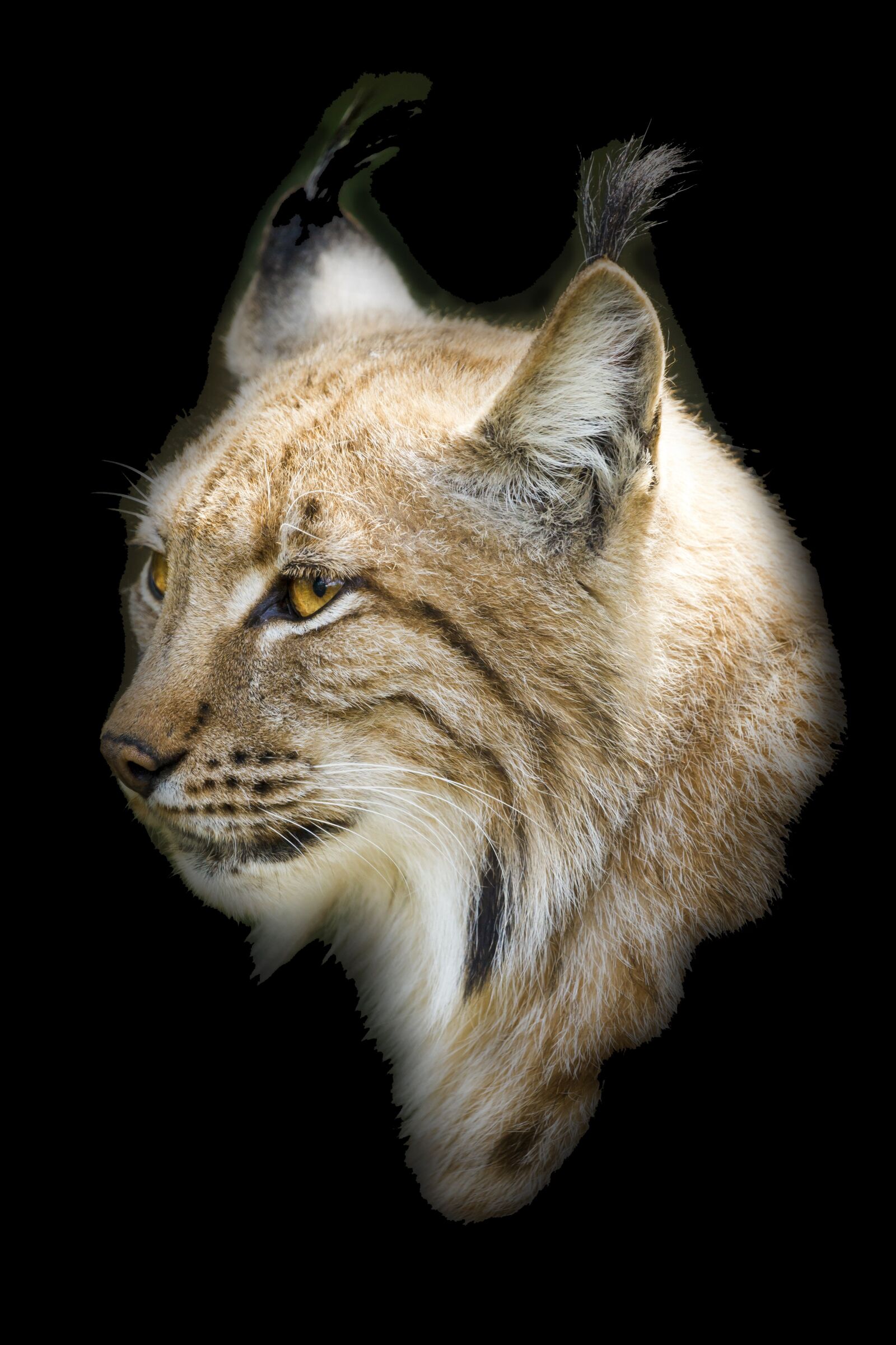Canon EOS 5D Mark II sample photo. Bobcat, cat, wildlife photography