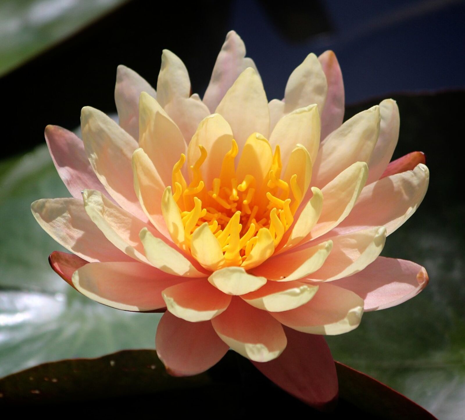 Canon EOS 60D sample photo. Water lily flower, pond photography