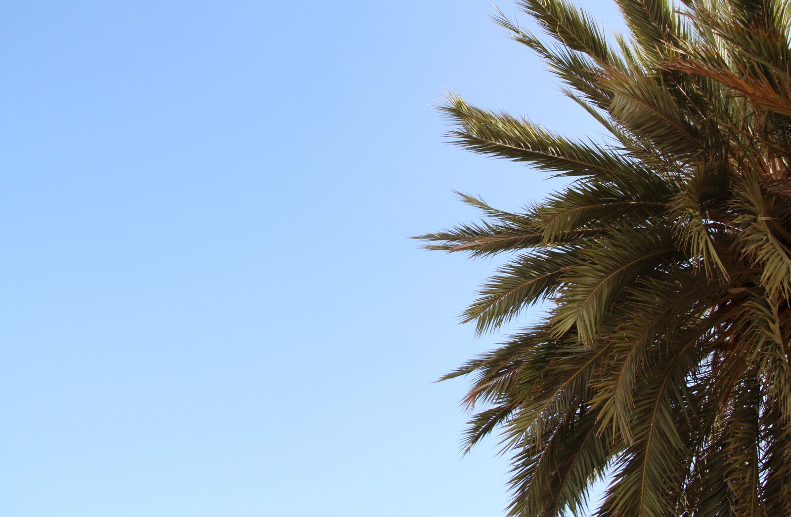 Canon EOS 650D (EOS Rebel T4i / EOS Kiss X6i) sample photo. Palm, sky, partly cloudy photography