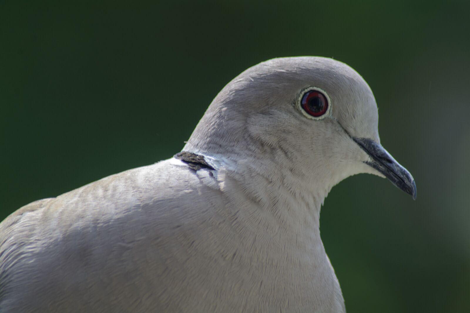 Nikon D7100 sample photo. Dove, collared, portrait photography