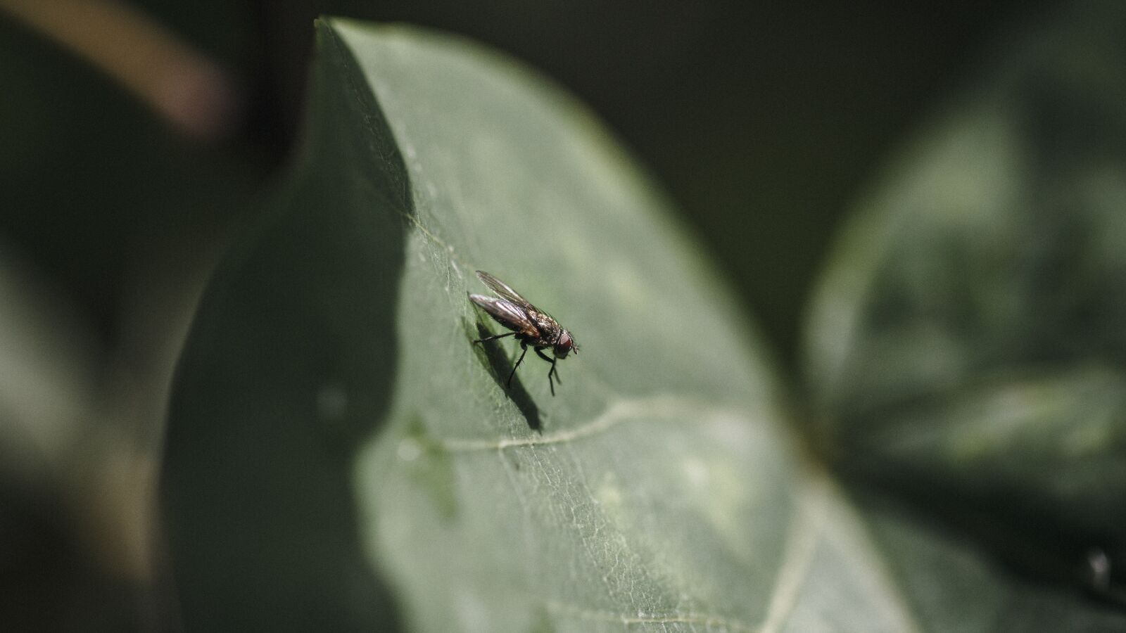 Canon EF 100mm F2.8L Macro IS USM sample photo. Fly, insect, nature photography
