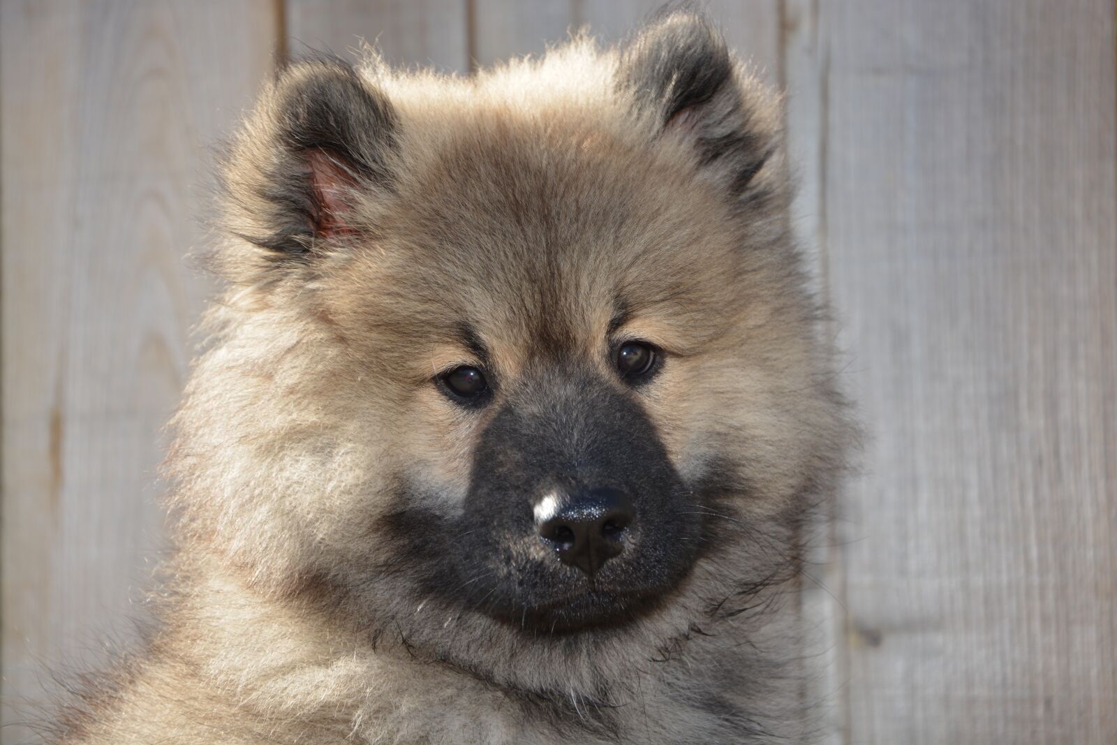 Nikon D5200 sample photo. Dog, dog eurasier, pup photography