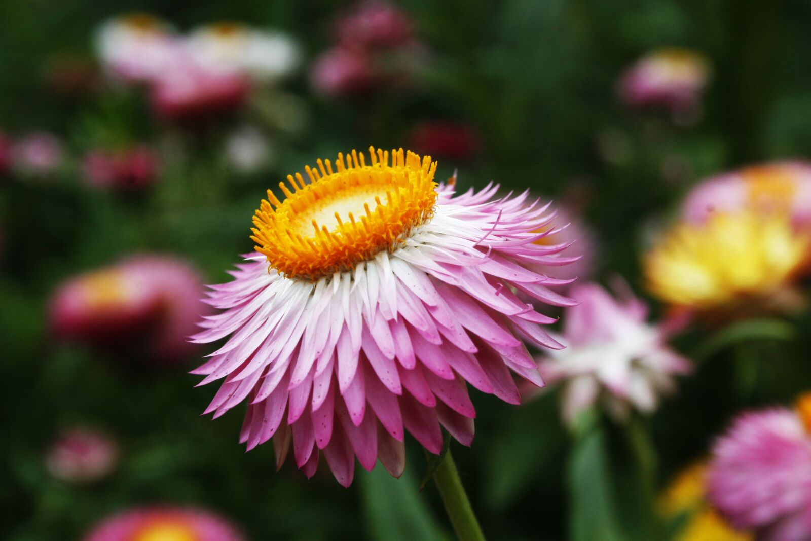Canon EOS 30D sample photo. Flower, aster, garden photography
