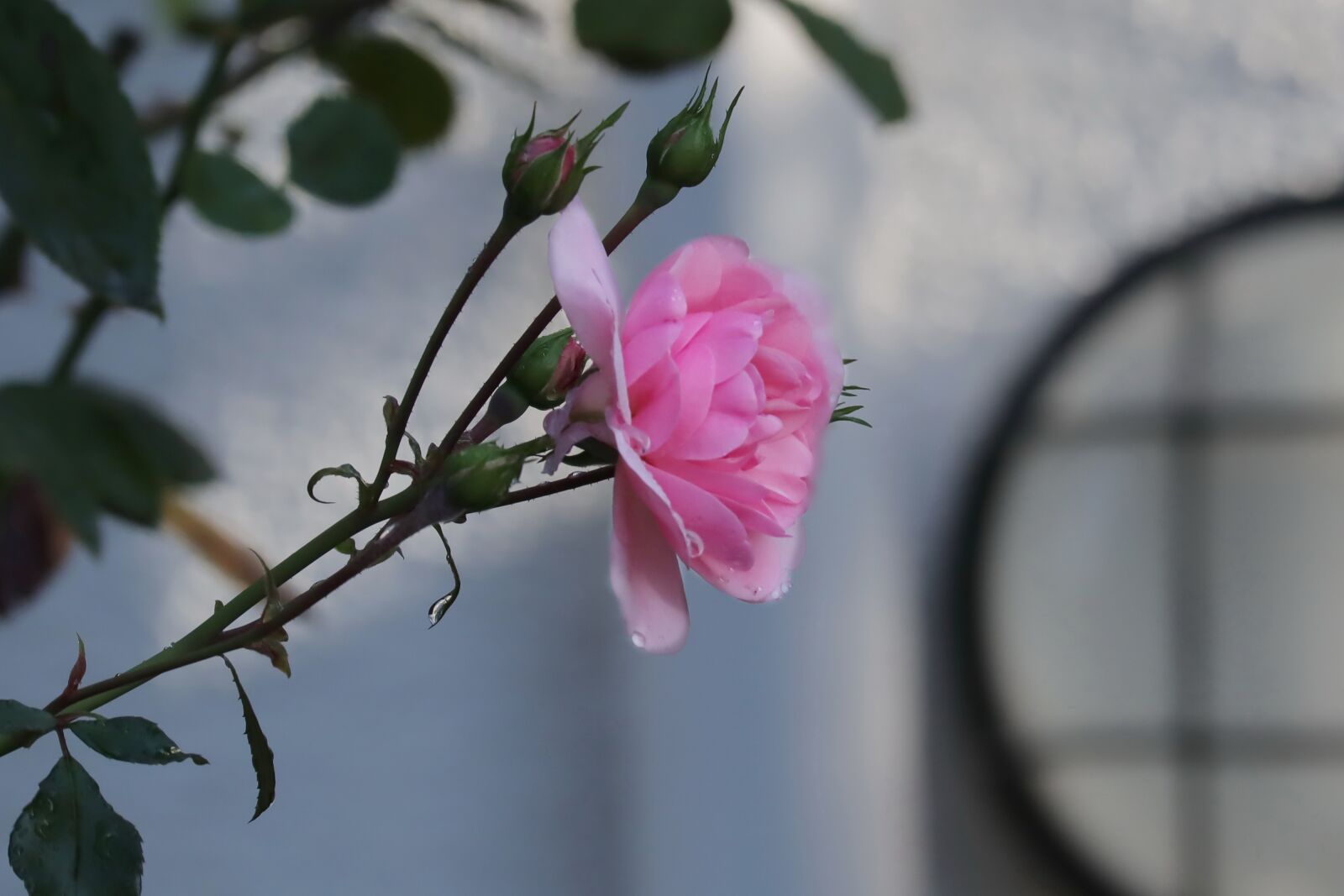 Canon EOS M50 (EOS Kiss M) sample photo. Rose, blossom, bloom photography