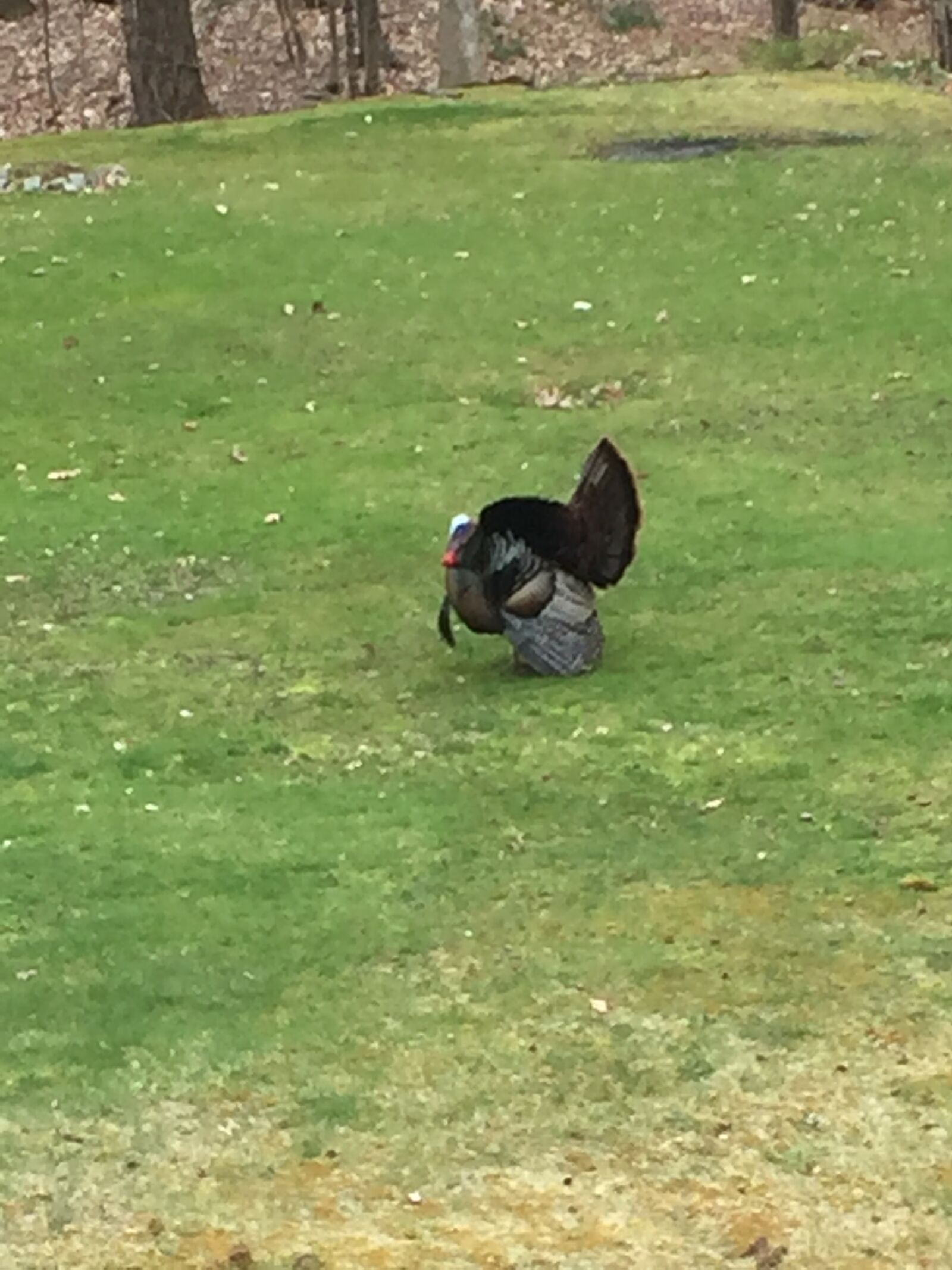 iPhone 6 back camera 4.15mm f/2.2 sample photo. Tom turkey, display, poultry photography