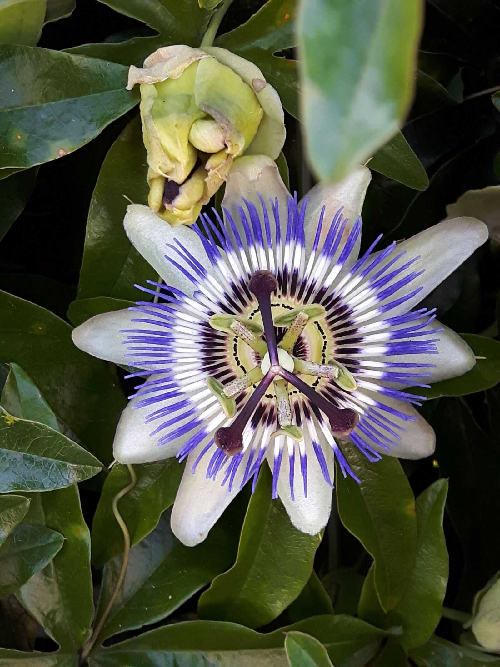Samsung Galaxy S5 Neo sample photo. Passion flower, blossom, bloom photography