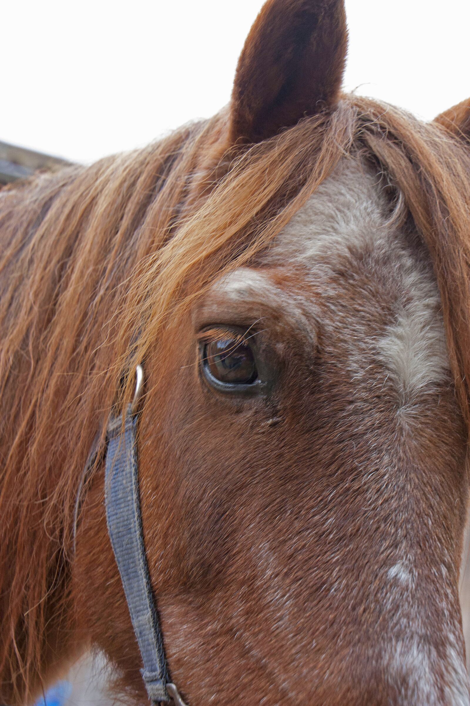 Canon EOS 450D (EOS Rebel XSi / EOS Kiss X2) sample photo. Horse, horse head, eye photography
