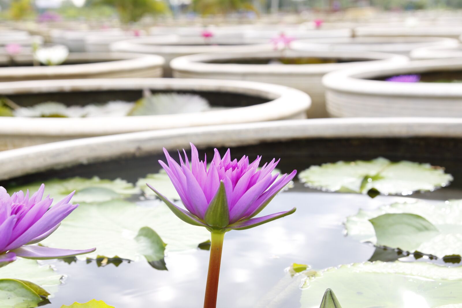 Canon EOS 50D sample photo. Water lily, blooming, pond photography