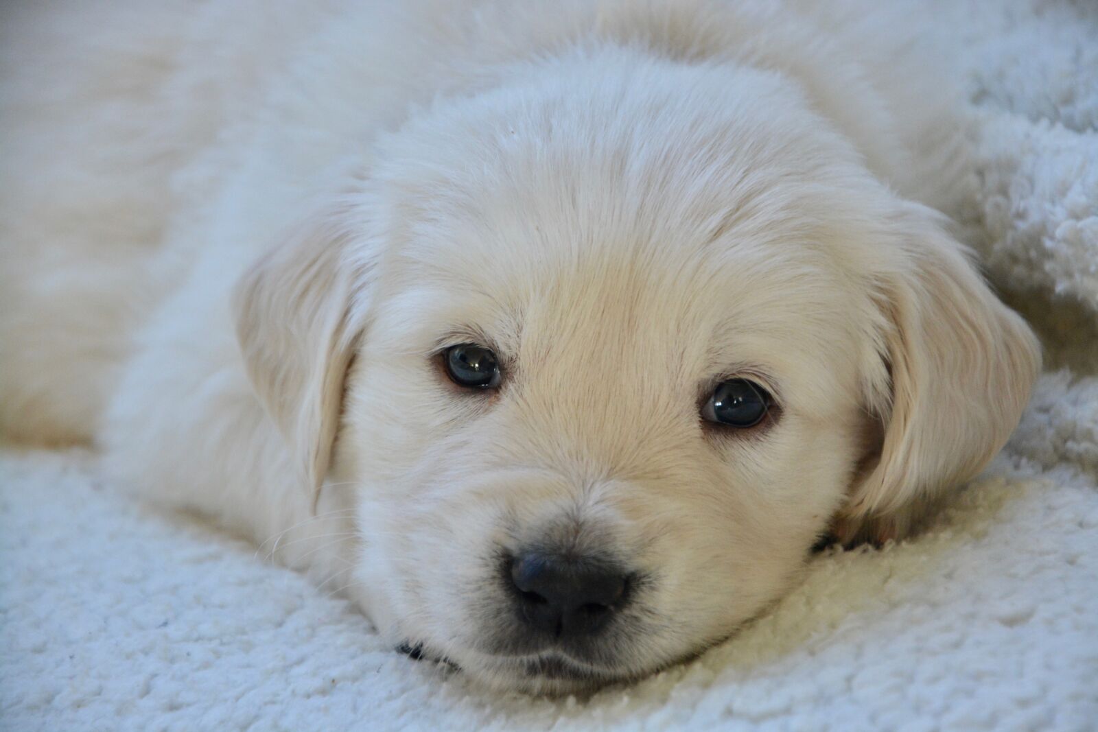 Nikon D5200 sample photo. Dog, golden retriever puppy photography