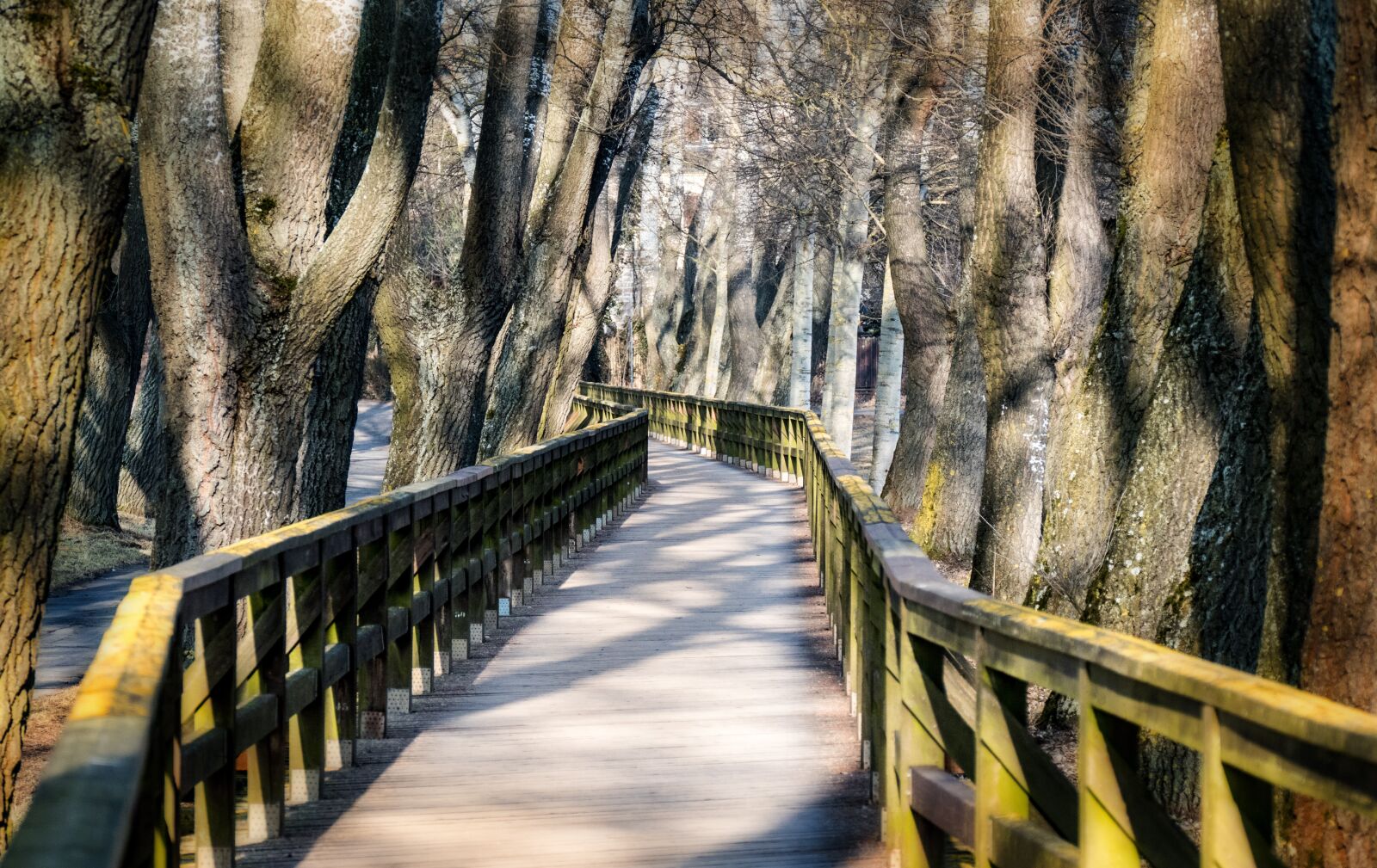 Panasonic Lumix DMC-FZ1000 sample photo. Web, bridge, wooden bridge photography