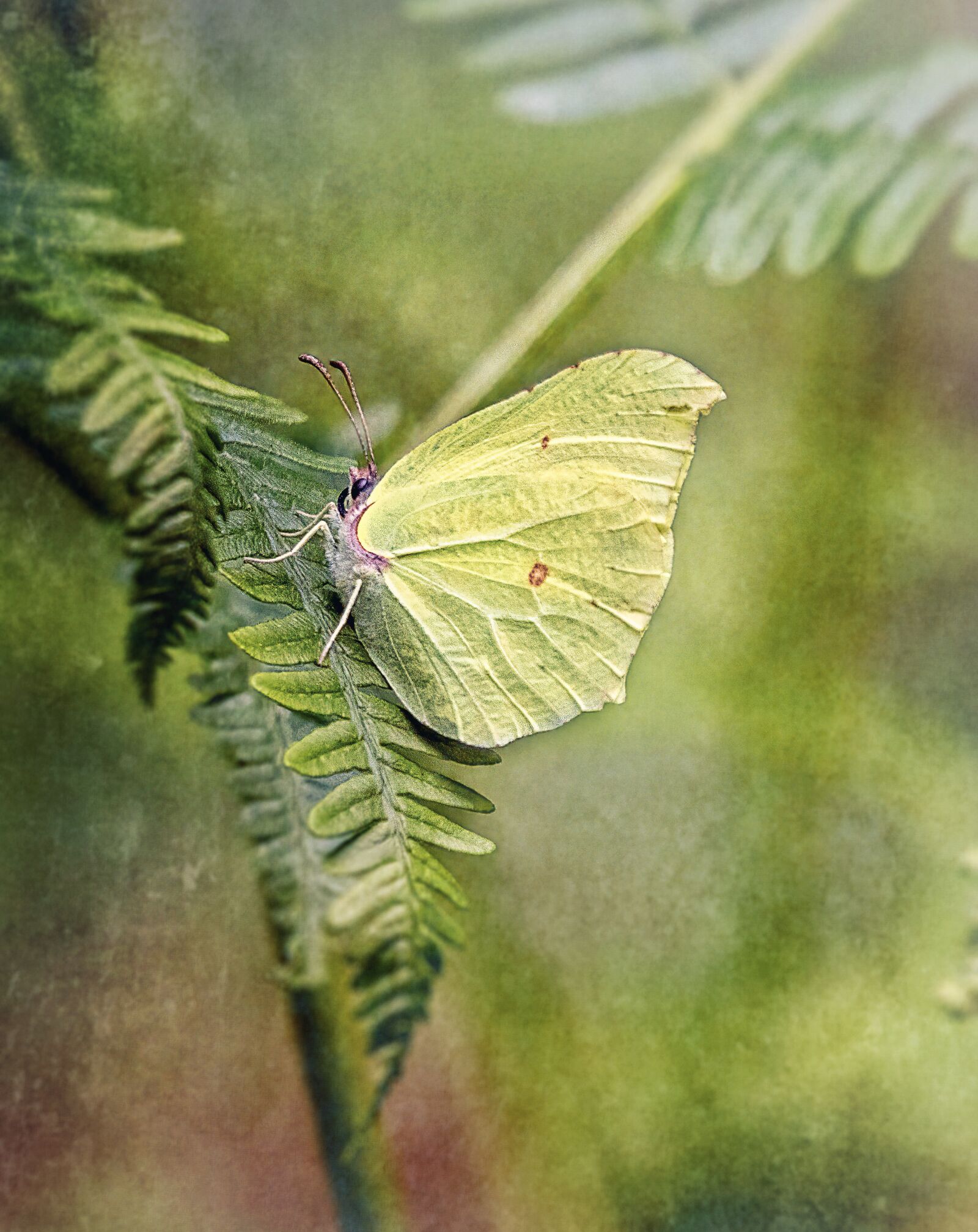 Sigma 100-400mm F5-6.3 DG OS HSM sample photo. Brimstone, butterfly, wings photography
