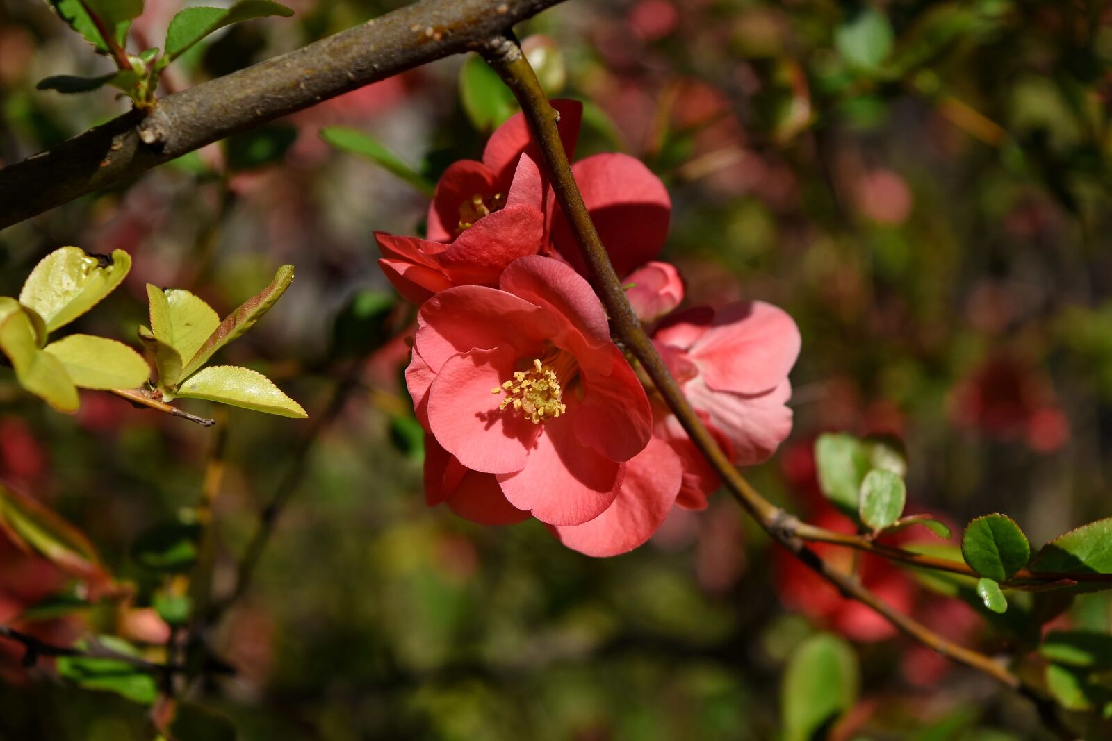 Nikon D5500 sample photo. Shrub, nature, flower, branch photography