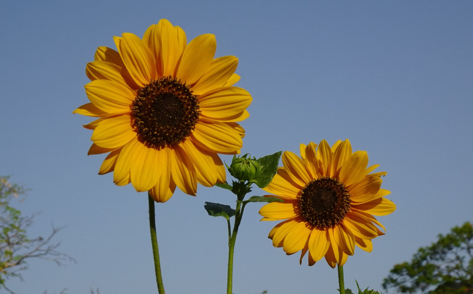 Sony DSC-WX800 sample photo. Flower, sunflower, ornamental photography