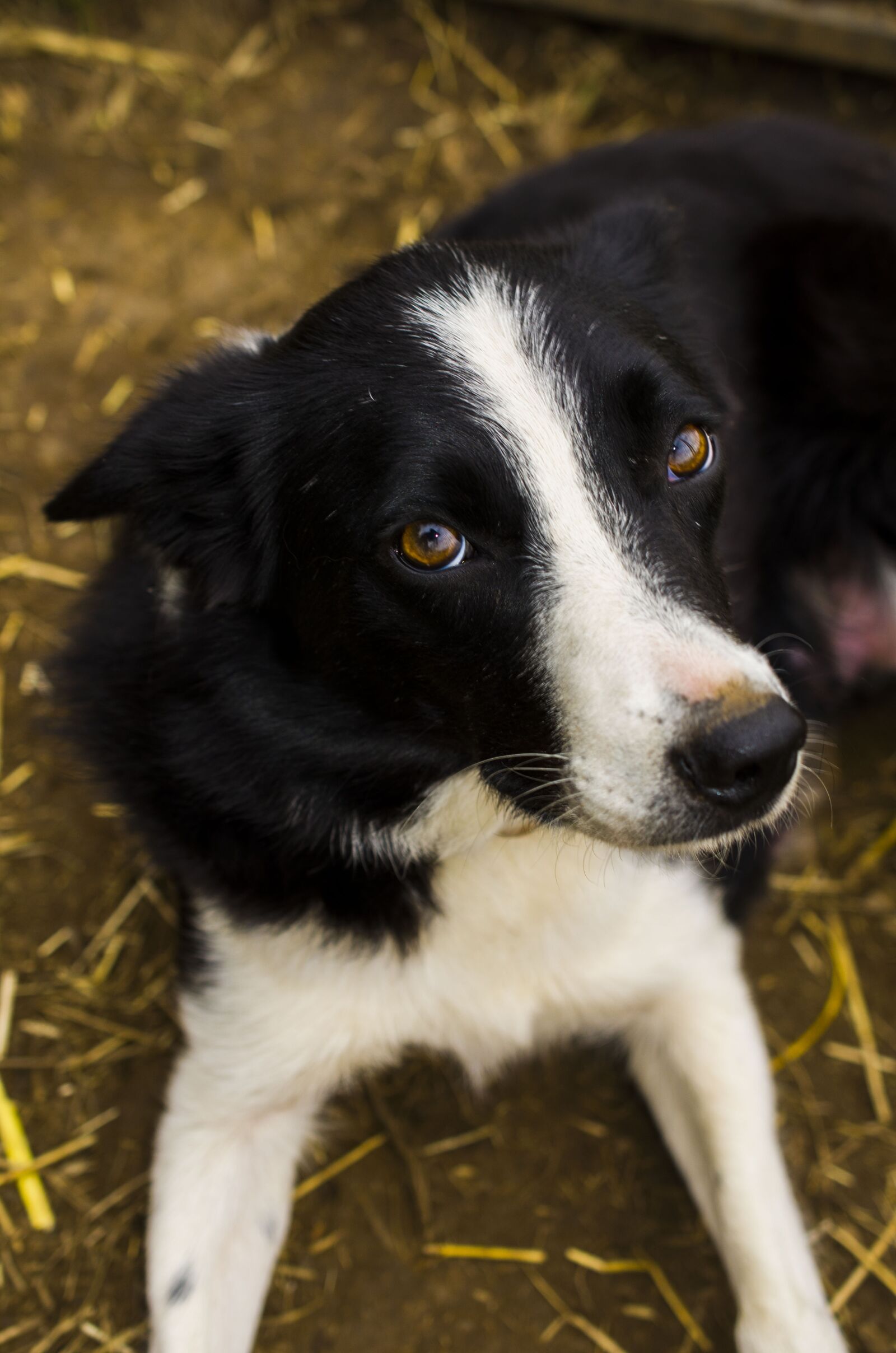Nikon D7000 sample photo. Dog, outdoors, collie photography