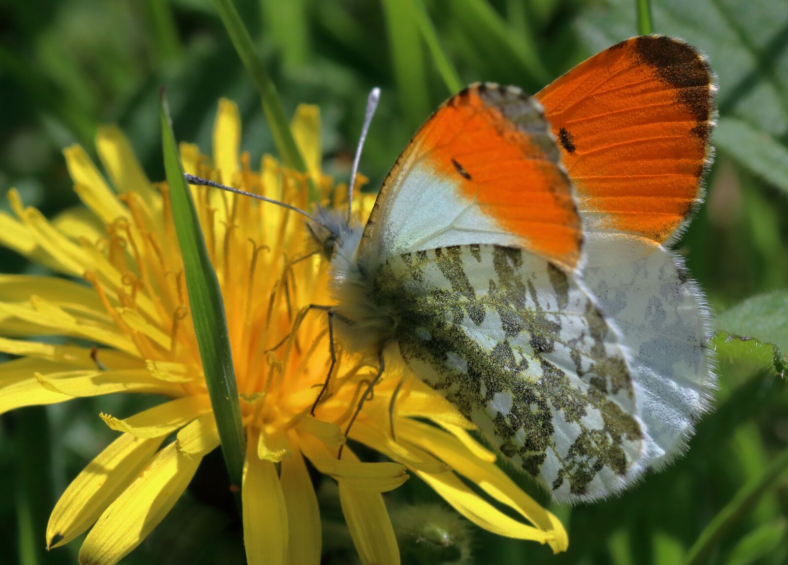 Canon EOS 80D sample photo. Orange-tip butterfly, insect, springtime photography