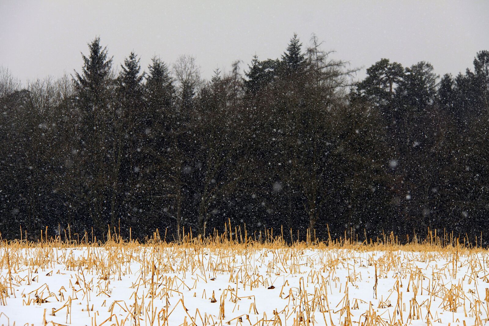 Canon EOS 50D sample photo. Winter, snow, snowfall photography