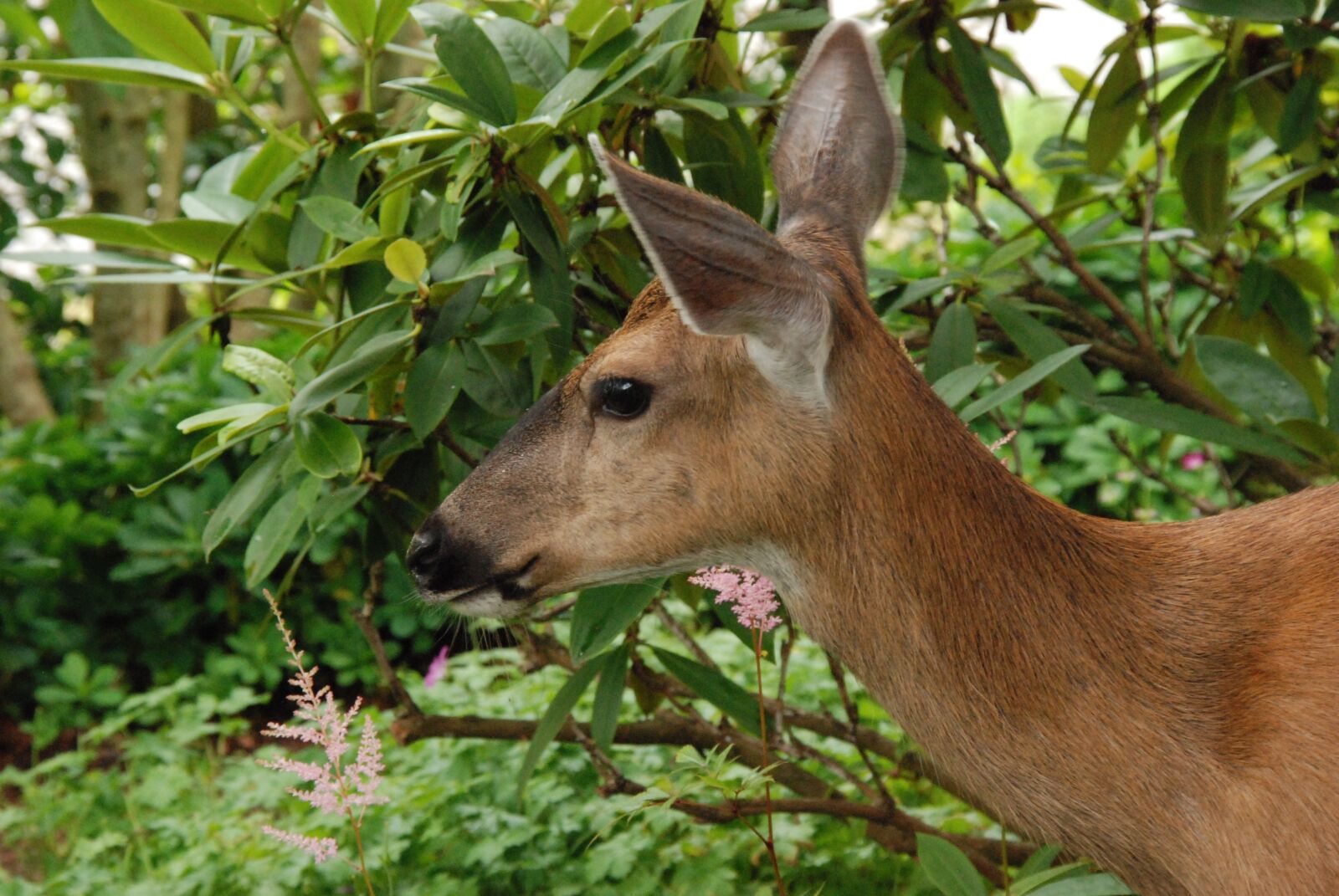 Nikon D80 sample photo. Deer, ree, mammal photography