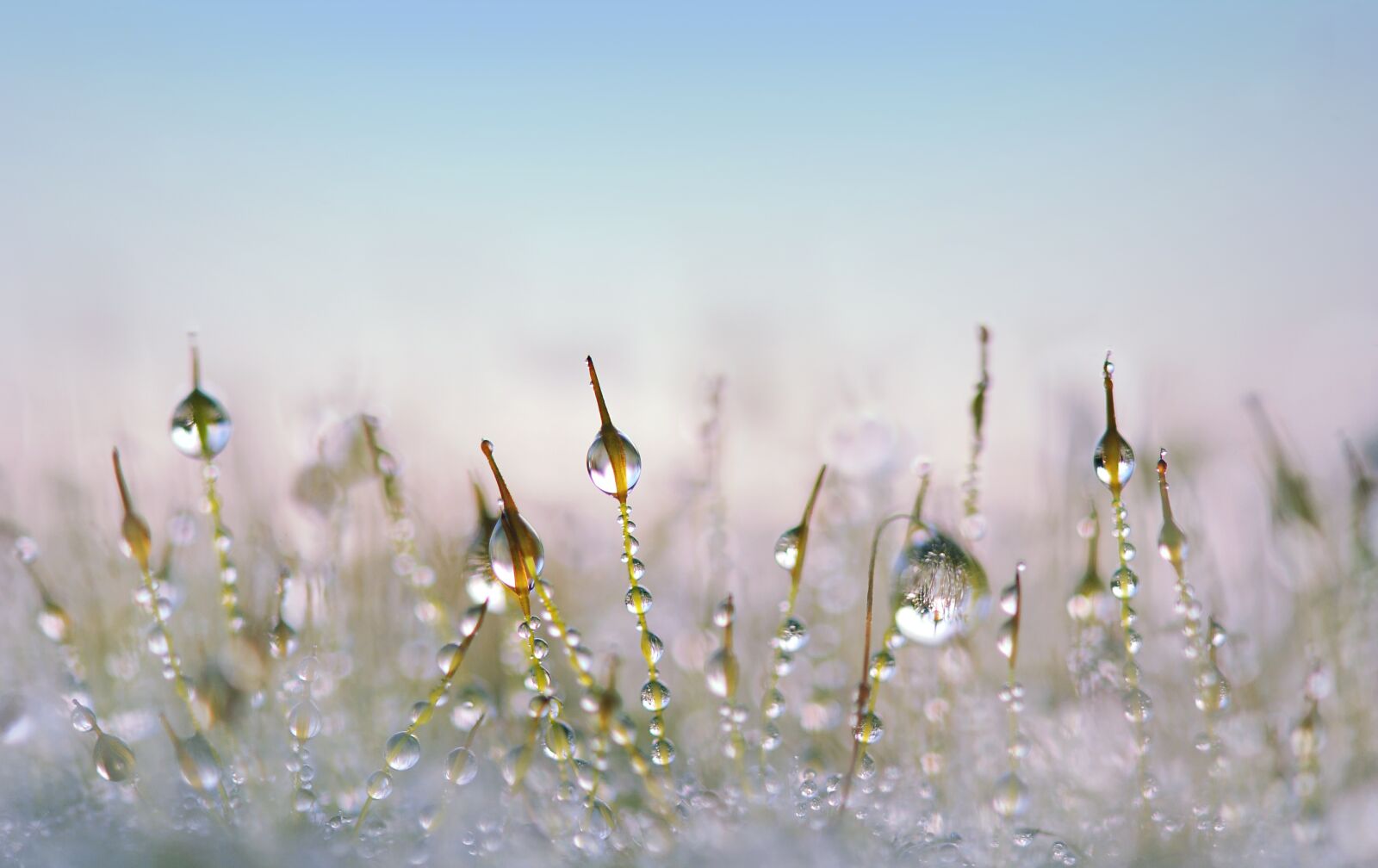 Nikon D3S sample photo. Moss, drip, blades of photography