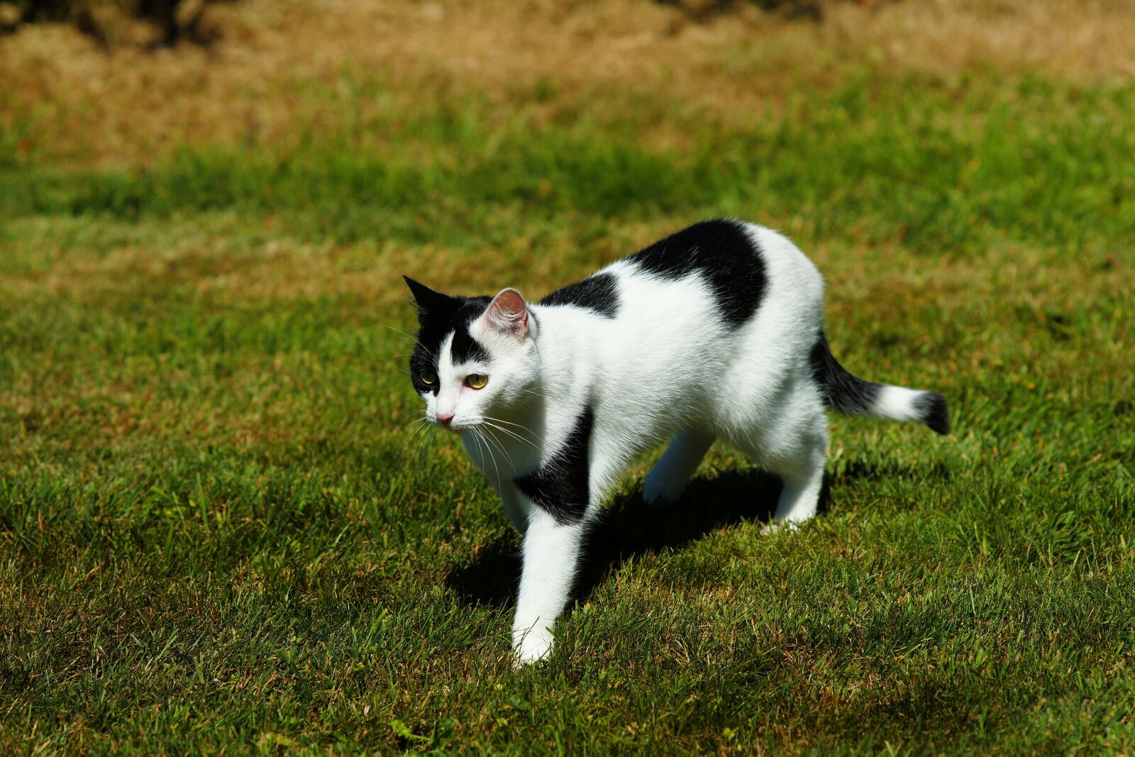 Sony Alpha DSLR-A900 sample photo. Cat, female, garden photography