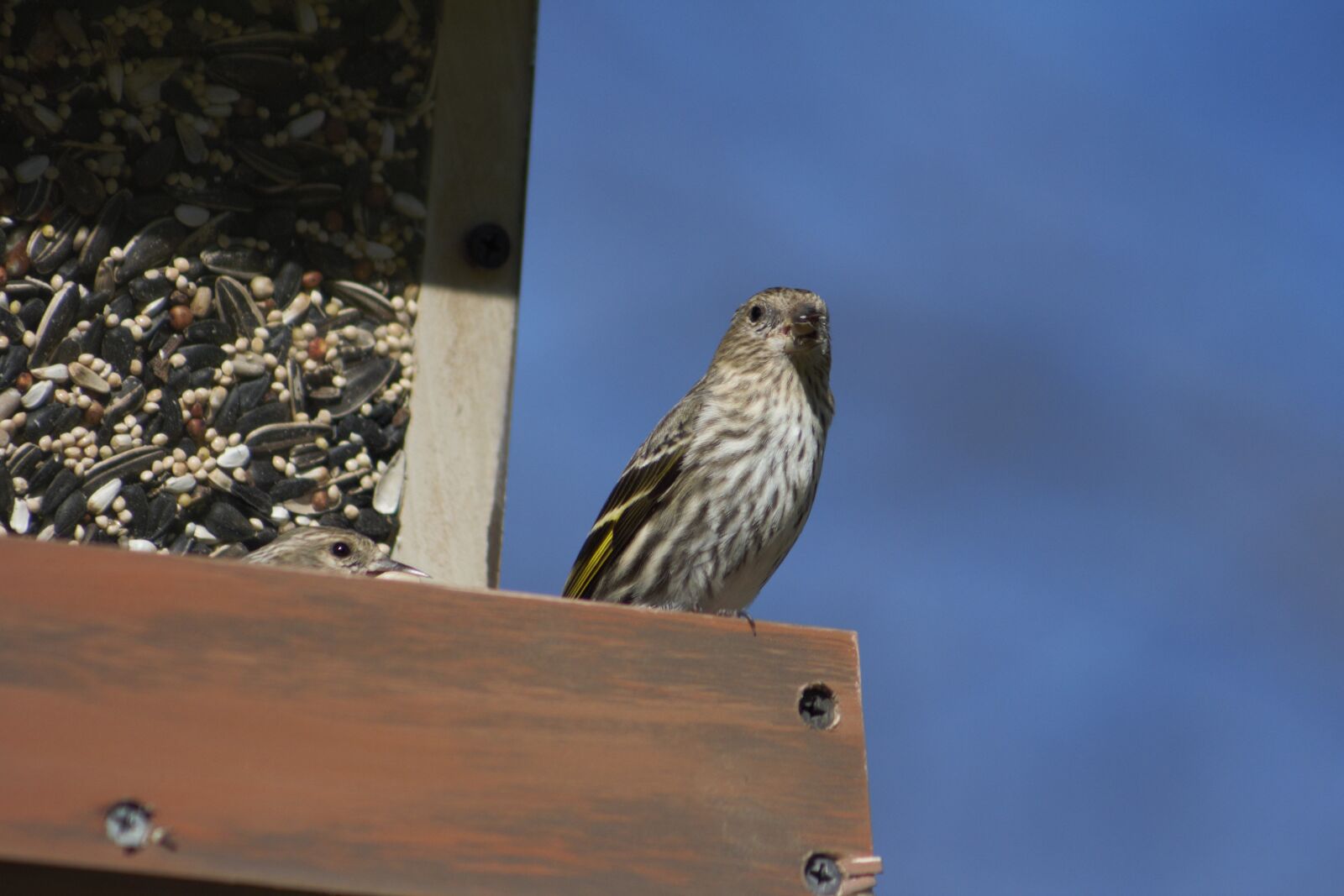 Canon EOS 550D (EOS Rebel T2i / EOS Kiss X4) sample photo. Nature, outdoors, bird photography