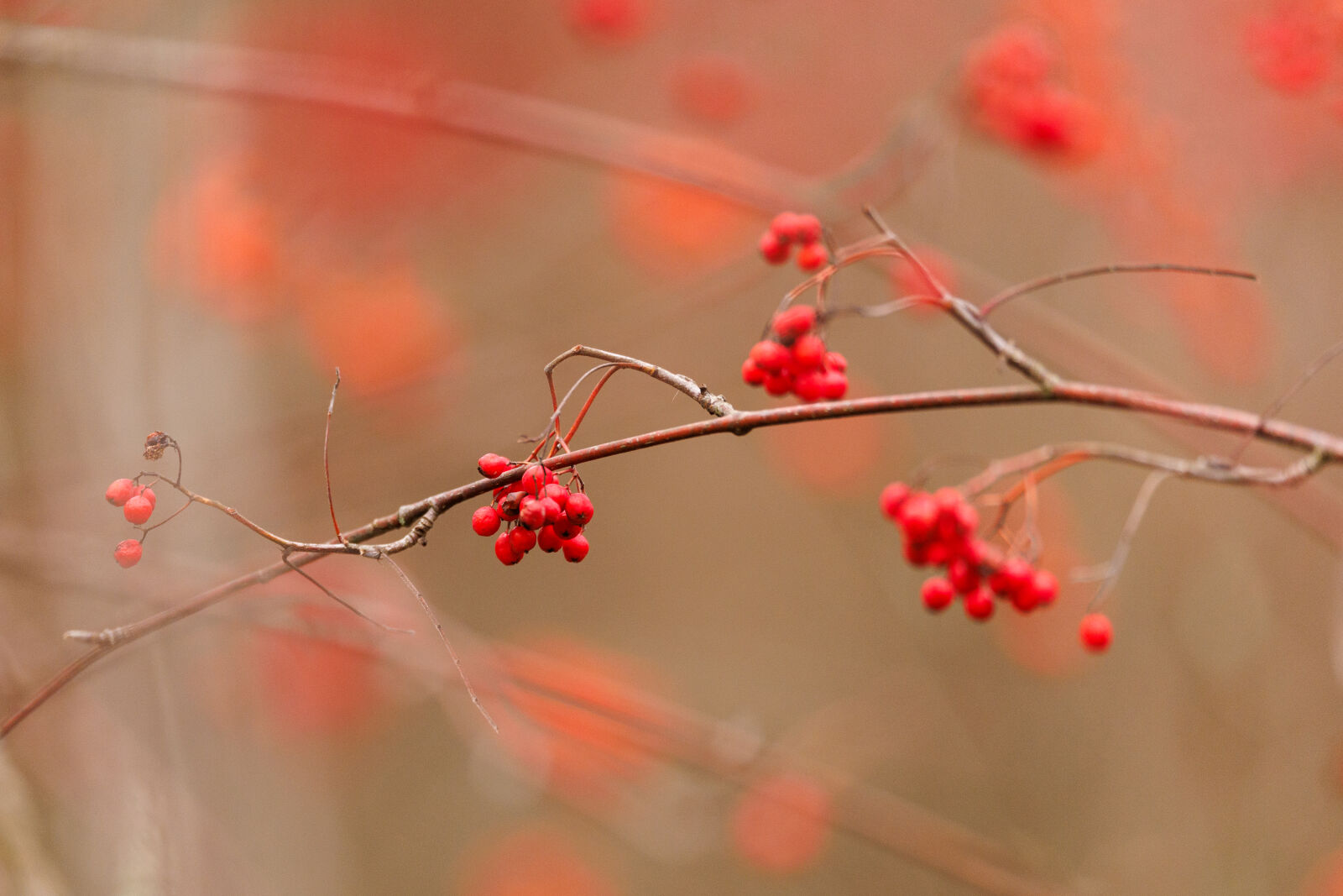 Canon EOS R1 sample photo. End season berries photography