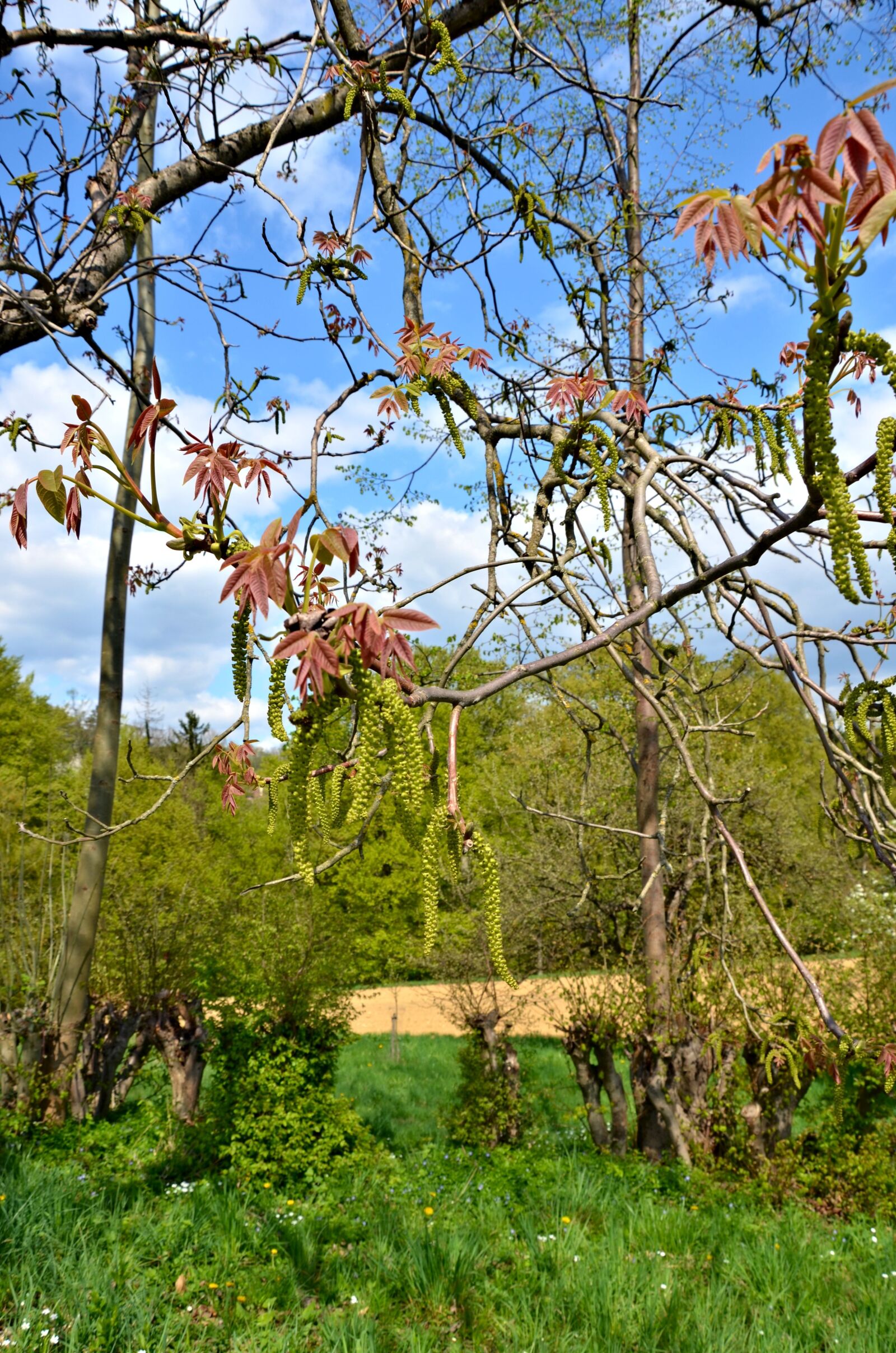 Nikon D5100 sample photo. Spring, meadow, bush photography