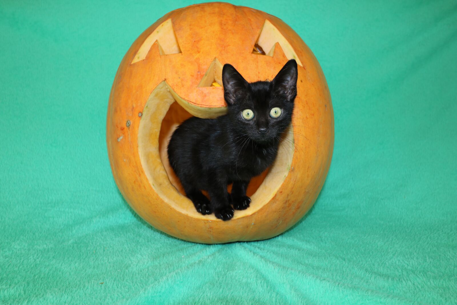 Canon EOS 750D (EOS Rebel T6i / EOS Kiss X8i) sample photo. Cat, halloween, pet photography