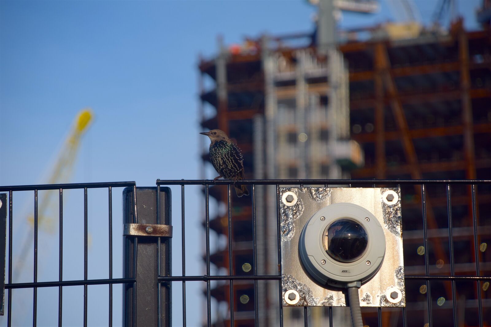 Nikon D3300 sample photo. Bird, starling, city photography