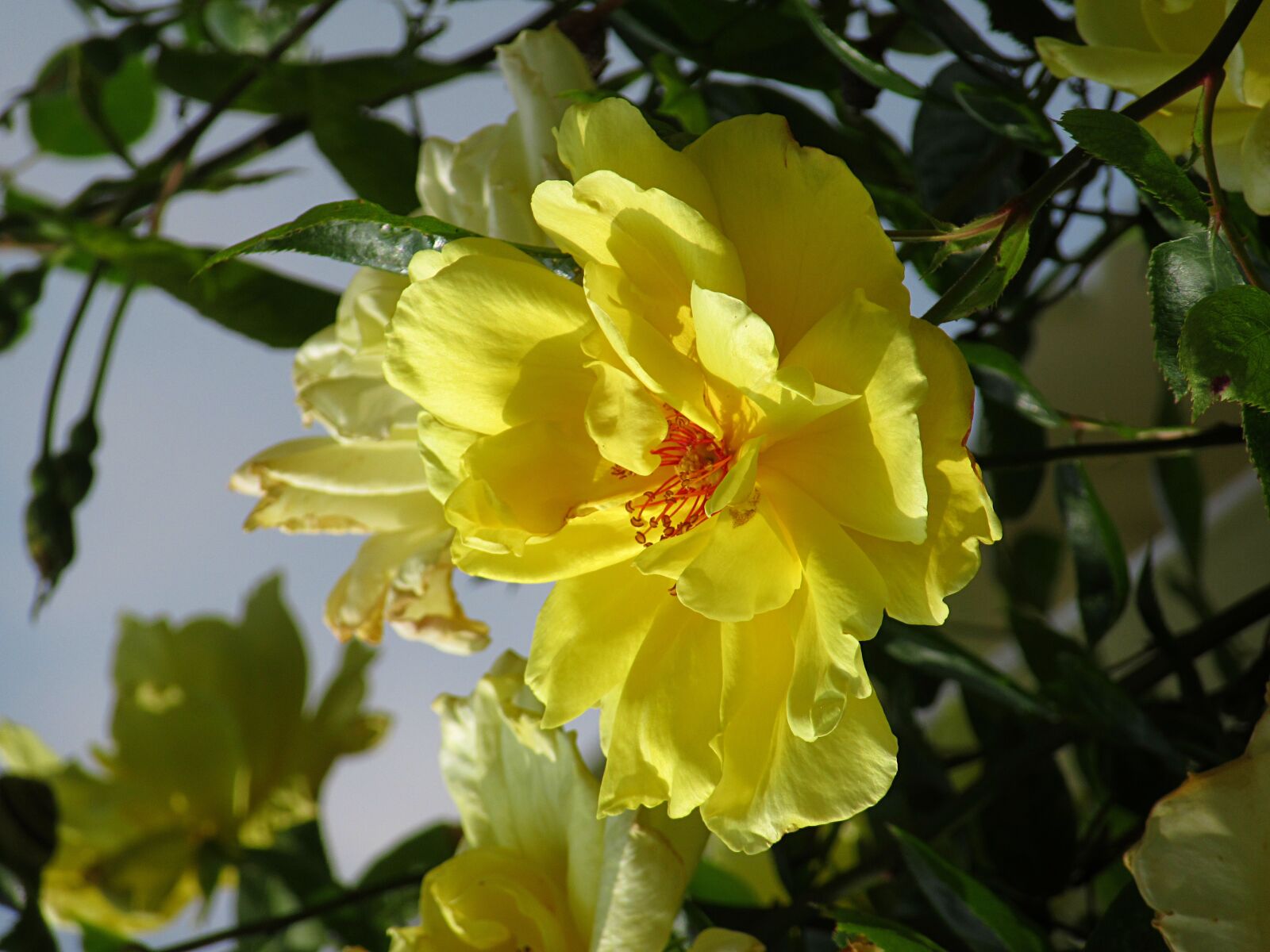 Canon PowerShot SX610 HS sample photo. Yellow rose, rose, rambler photography