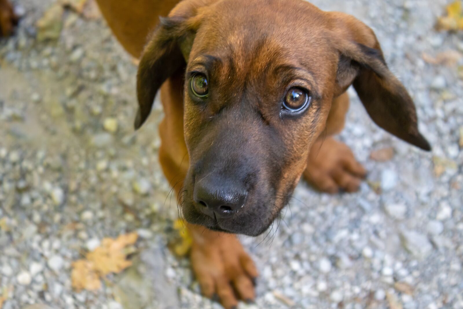 Canon EOS 200D (EOS Rebel SL2 / EOS Kiss X9) sample photo. Dog, puppy, small photography