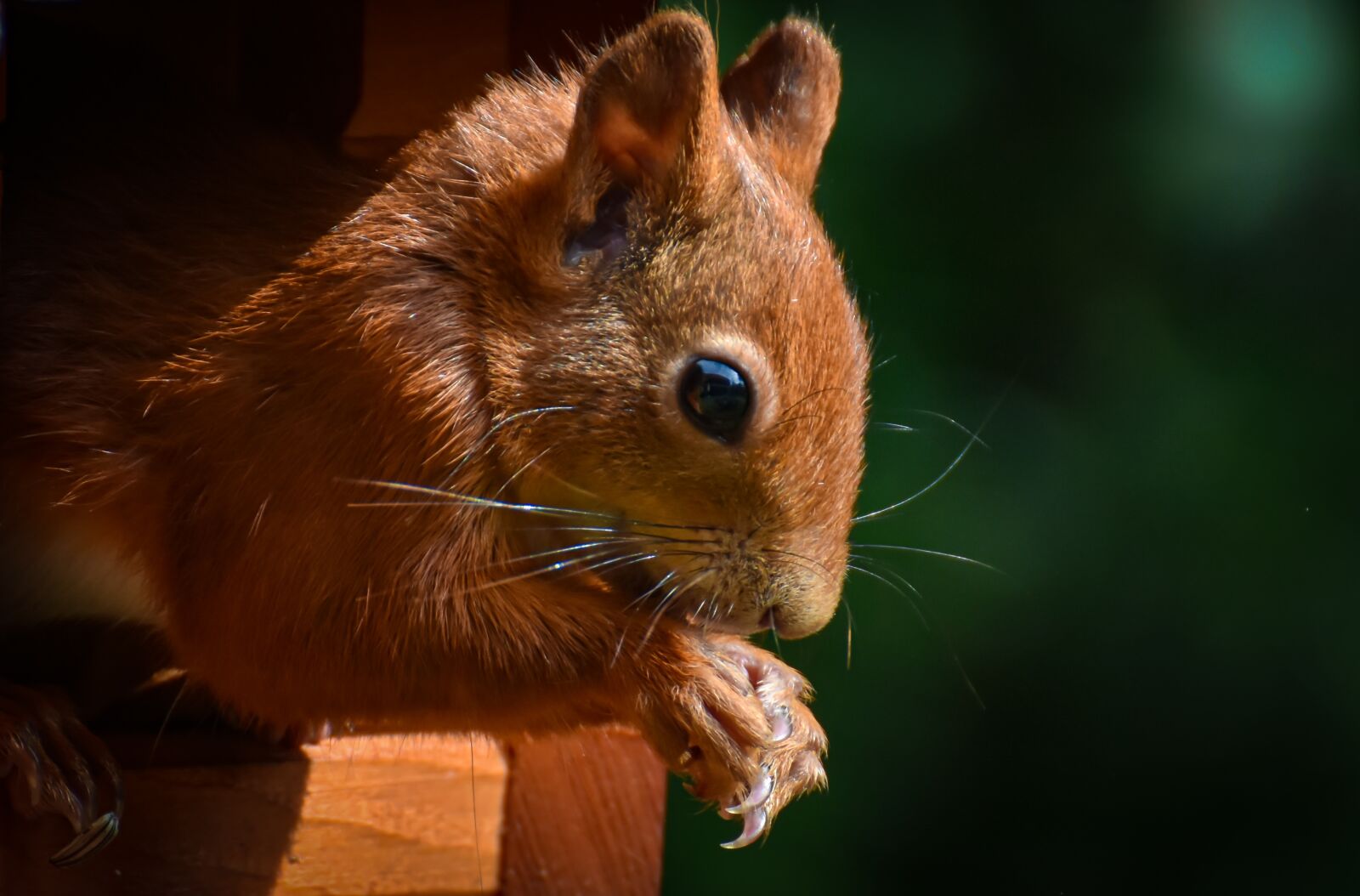 Nikon D7200 sample photo. Squirrel, cute, rodent photography
