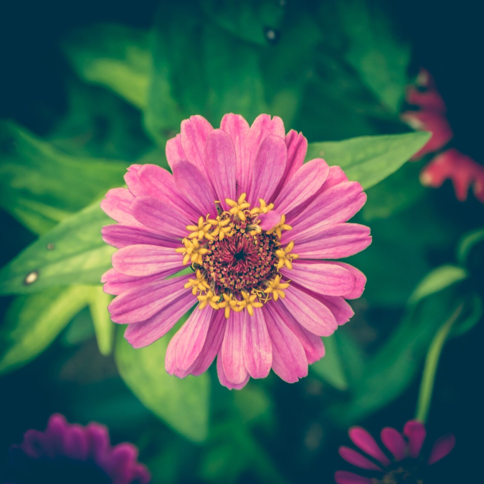 Nikon D3200 sample photo. Zinnia, vintage, flower photography