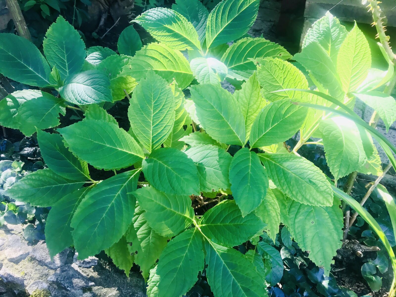 iPhone 7 back camera 3.99mm f/1.8 sample photo. Autumn, plant, foliage photography