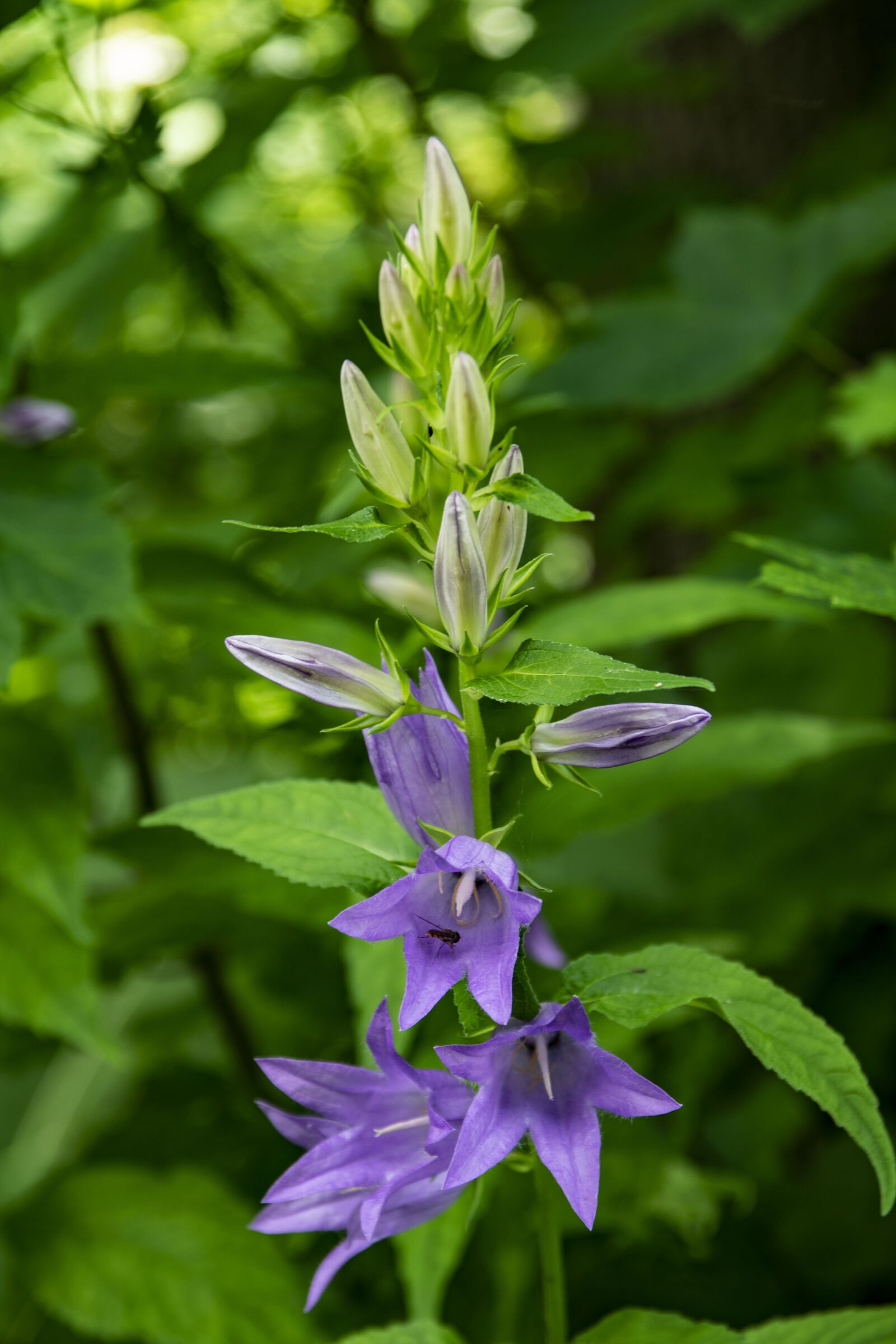 Nikon D5300 sample photo. Flower, the bell, nature photography